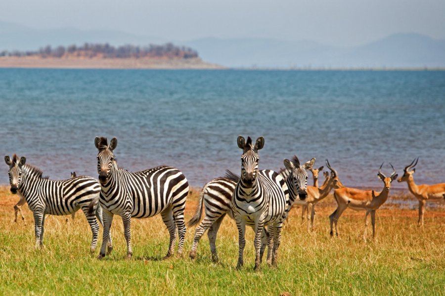 Zèbres et impalas près du lac Kariba. paula french - Shutterstock.com