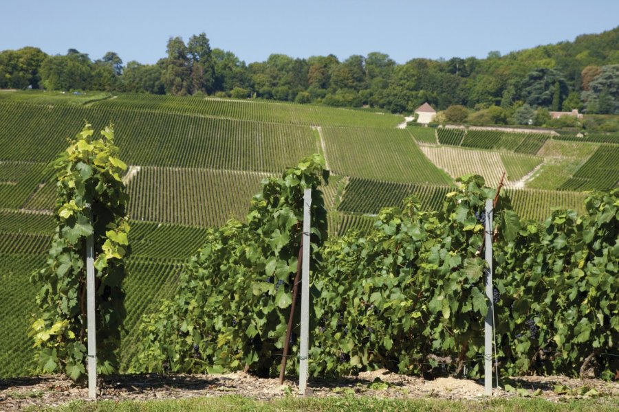 Vignobles de Hautvillers Coica - Fotolia