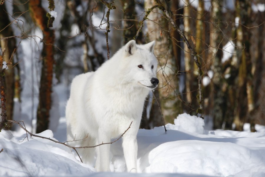 MAISON DES LOUPS