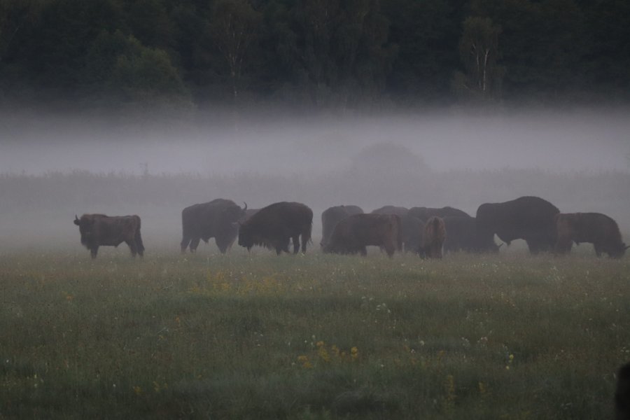 Le Parc National de Bialowieźa offre une occasion unique d'admirer les bisons en état sauvage. Jean-Baptiste THIBAUT