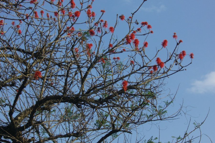 L'érythrine, arbre sacré du Burundi ancien. Christine DESLAURIER