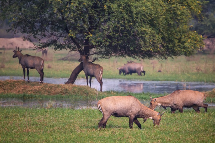 PARC NATIONAL DE KEOLADEO GHANA