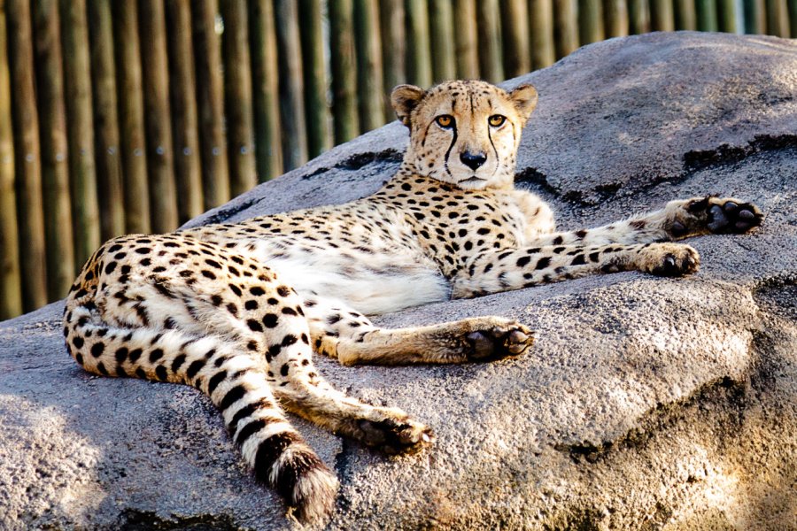HOUSTON ZOO