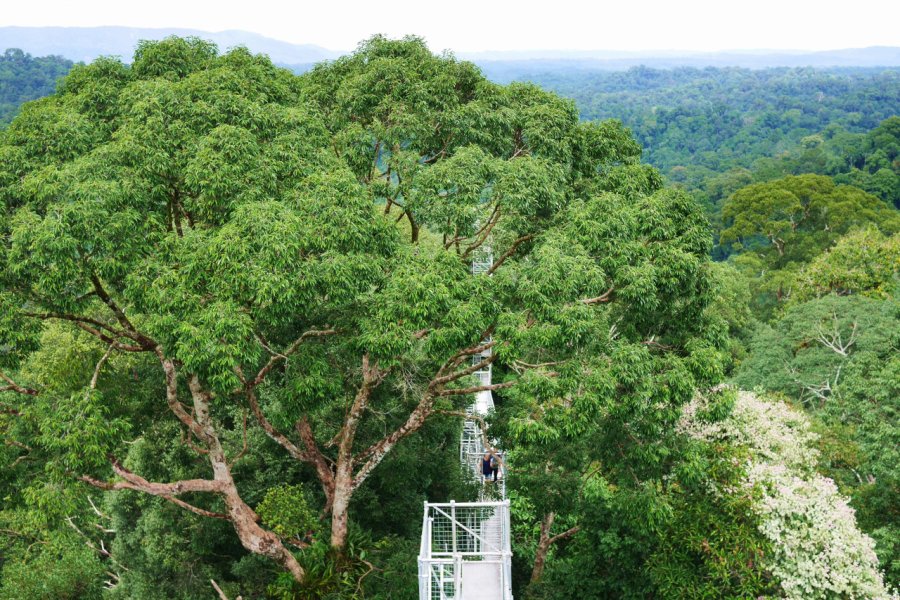 TAMAN NEGARA ULU TEMBURONG (PARC NATIONAL)