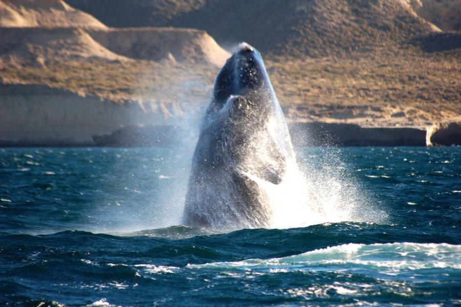 Baleine franche australe de Puerto Madryn. Doderino - Fotolia