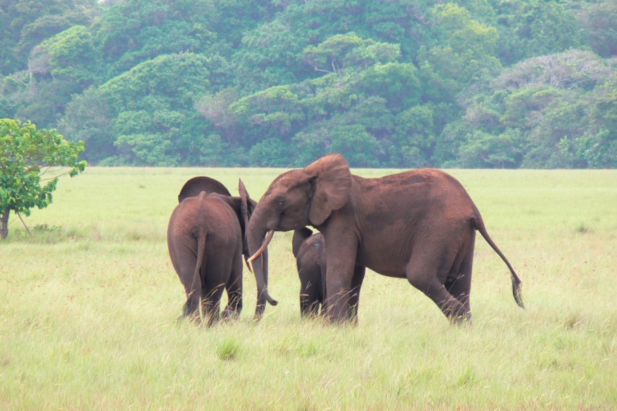 Éléphants du parc national de Loango. Bernadette VOISIN