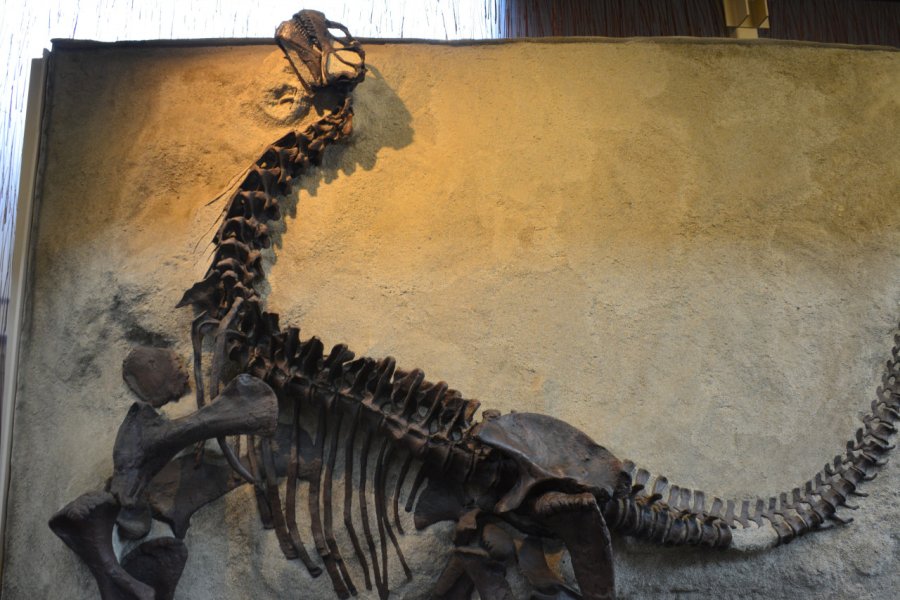 Rencontre préhistorique à Dinosaur National Monument. Nelly  JACQUES