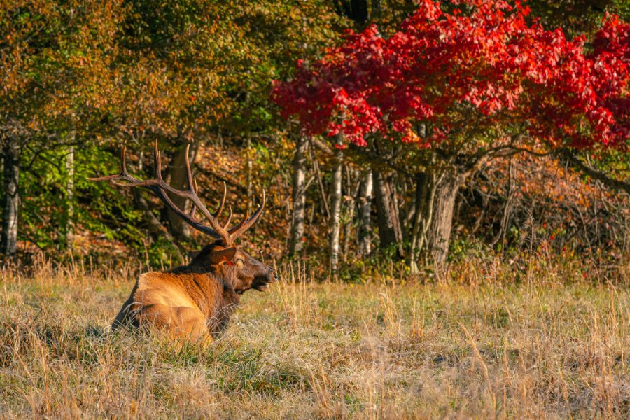 CATALOOCHEE VALLEY