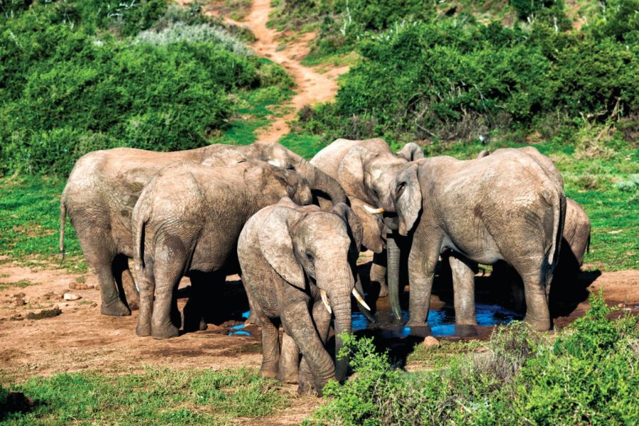 Parc national des éléphants d'Addo. Subman - iStockphoto.com