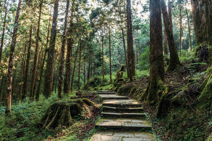 FORÊT D'ALISHAN