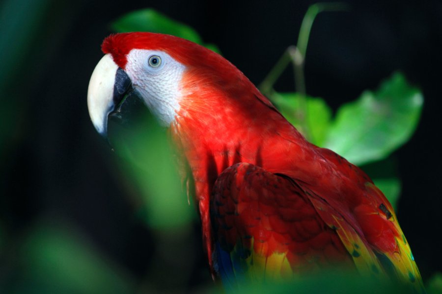 AVIARIO XAMAN-HA
