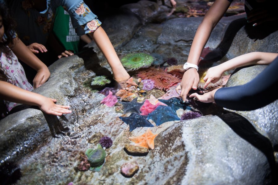AQUARIUM OF THE PACIFIC