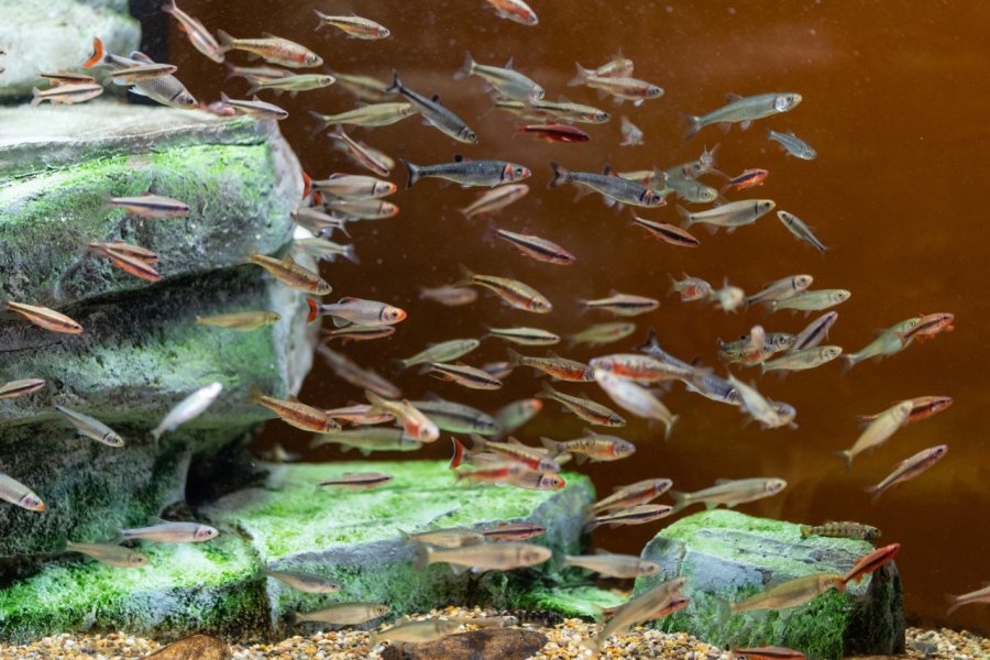SOUTH CAROLINA AQUARIUM