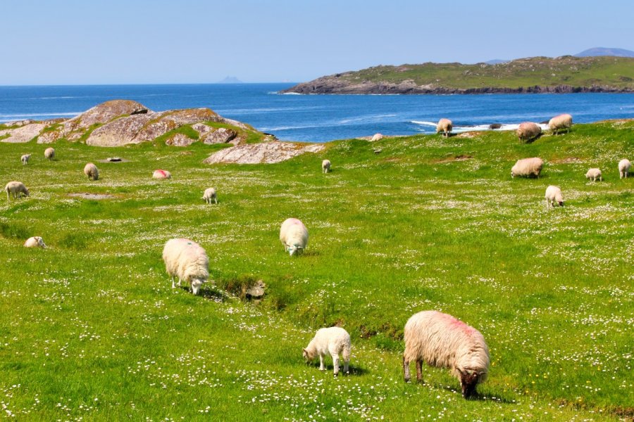 Les paisibles moutons du comté de Kerry. Captblack76 - Shutterstock.com