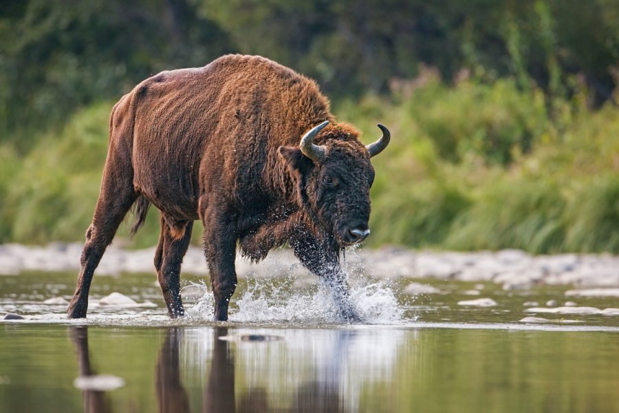 RÉSERVE DE BISONS (ZUBRIA ZVERNICA)