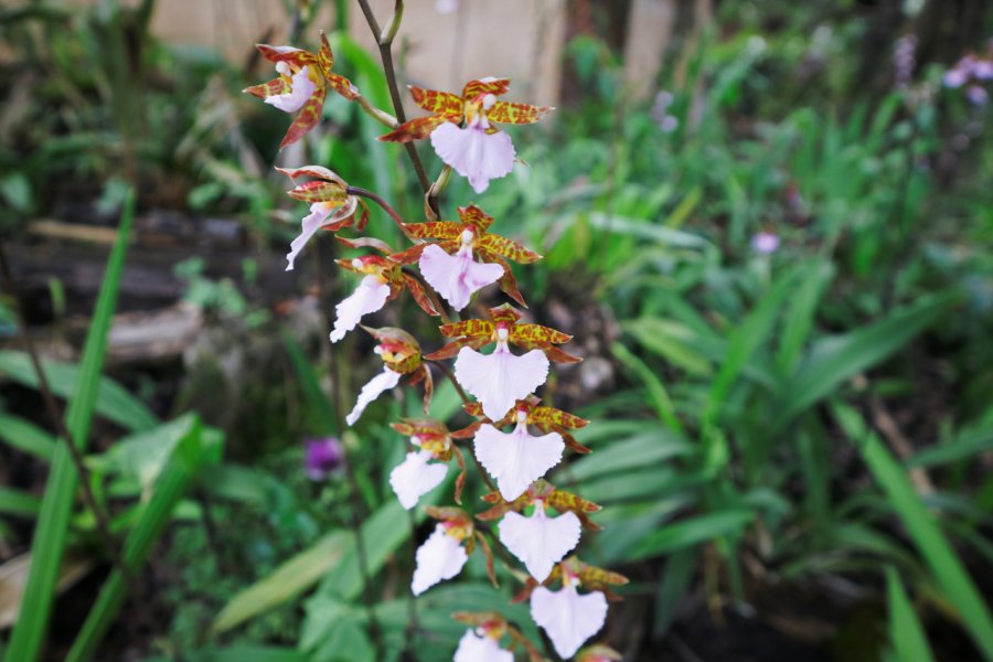 JARDIN DE ORQUIDEAS MOXVIQUIL
