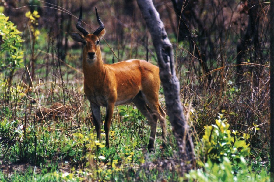 Cob, antilope d'Afrique. Ghana Tourist Board