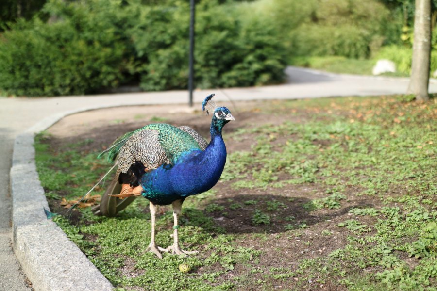 ZOO DE KORKEASAARI