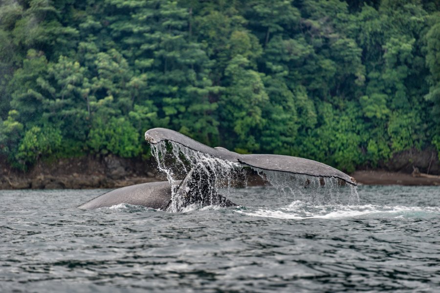 Baleines à bosse, Bahía Solano. Michel Redondo - michelredondo.com