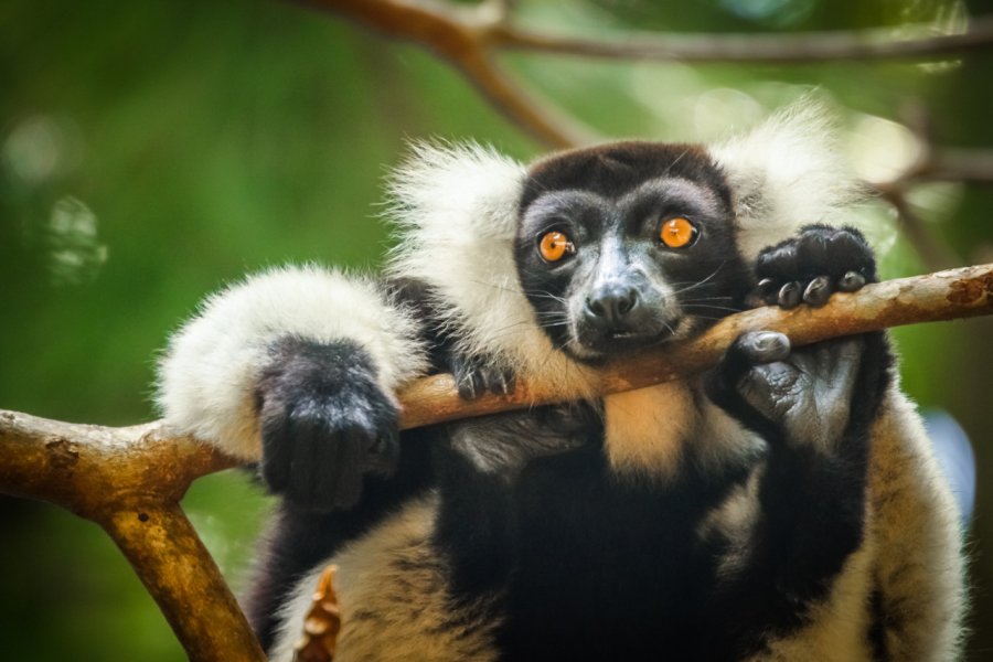 PARC ZOOLOGIQUE IVOLOINA
