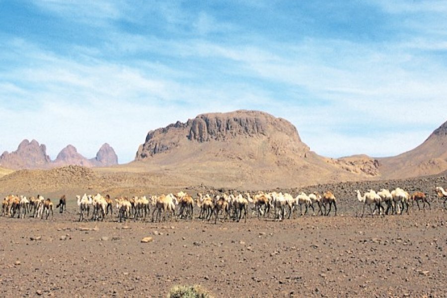 Troupeau de chameaux des Touraregs dans les hauts plateaux de l'Atakor. Sébastien CAILLEUX