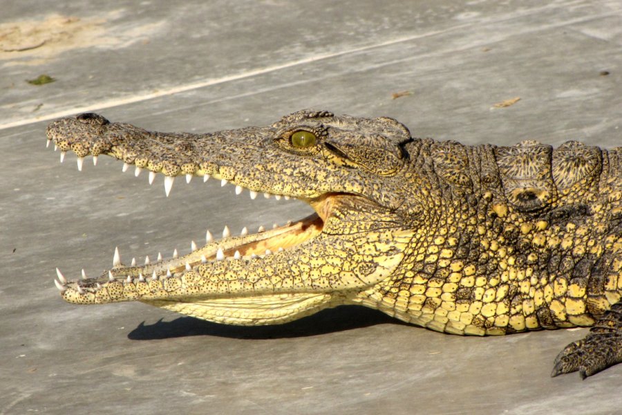 FERME AUX CROCODILES (CROCODILE FARM)