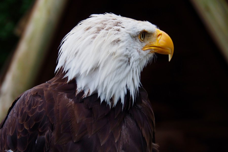LES AIGLES D'AURE