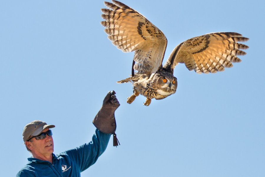WORLD CENTER FOR BIRDS OF PREY