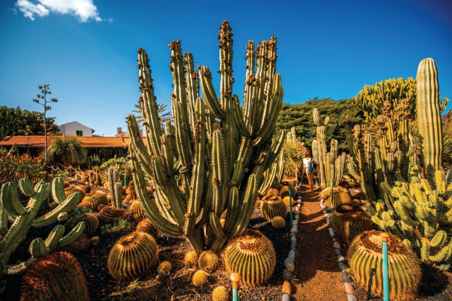 Jardin de cactus à San Nicolás. RossHelen - iStockphoto.com