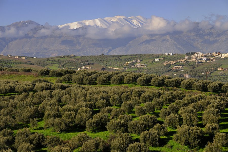 La Crète offre un climat idéal pour la culture de l'olivier. T photography - Shutterstock.com