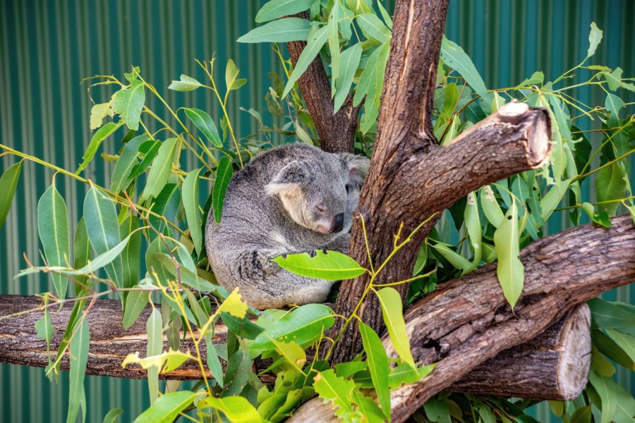 WILDLIFE HABITAT