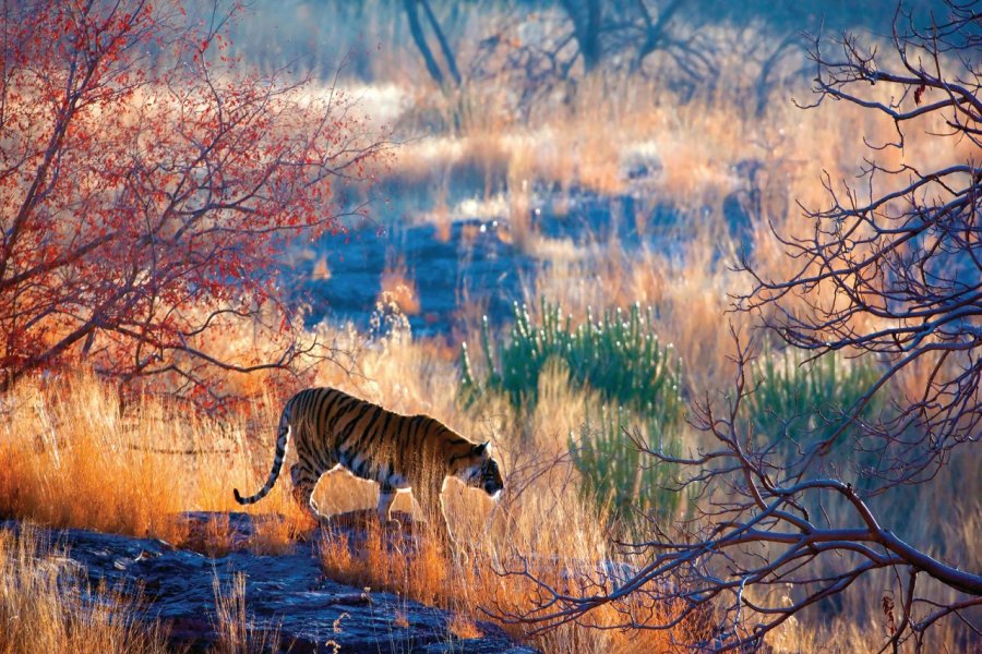 Tigre dans le parc national de Ranthambore. eROMAZe - iStockphoto
