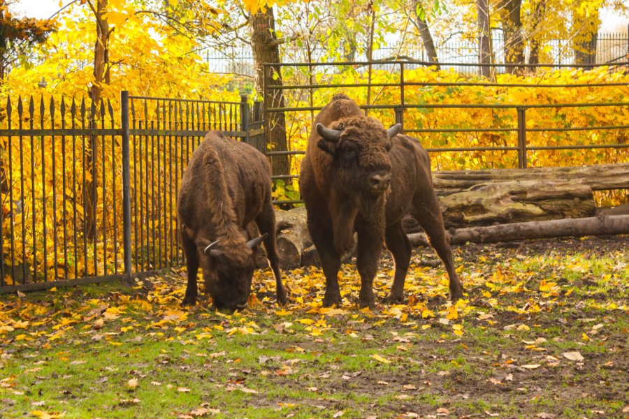 ZOO