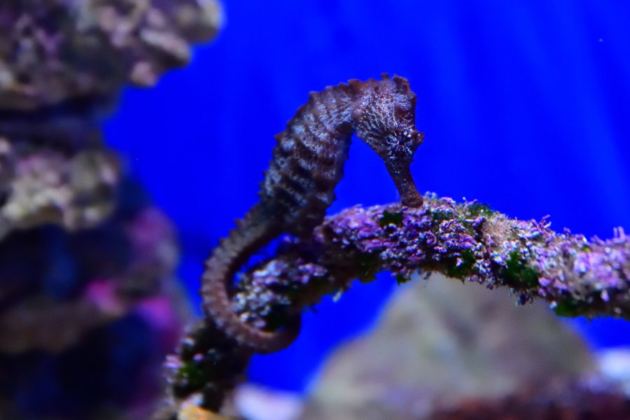 AQUARIUM DE LA RÉUNION