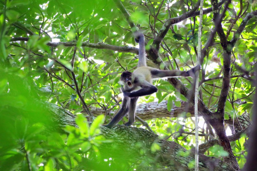 Singe-arraignée dans le parc national Rincon de la Vieja. Tanguy de Saint-Cyr
