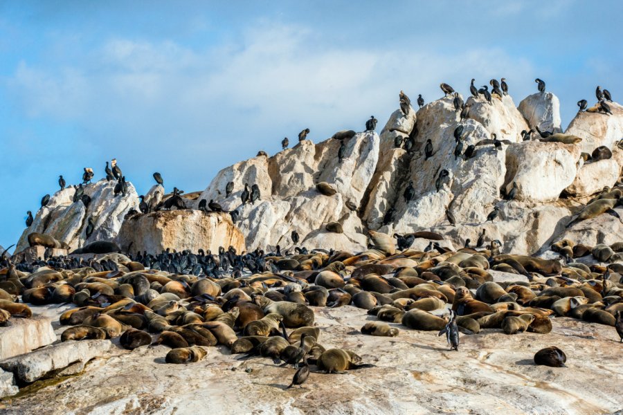 SIMON'S TOWN BOAT COMPANY - SEAL ISLAND