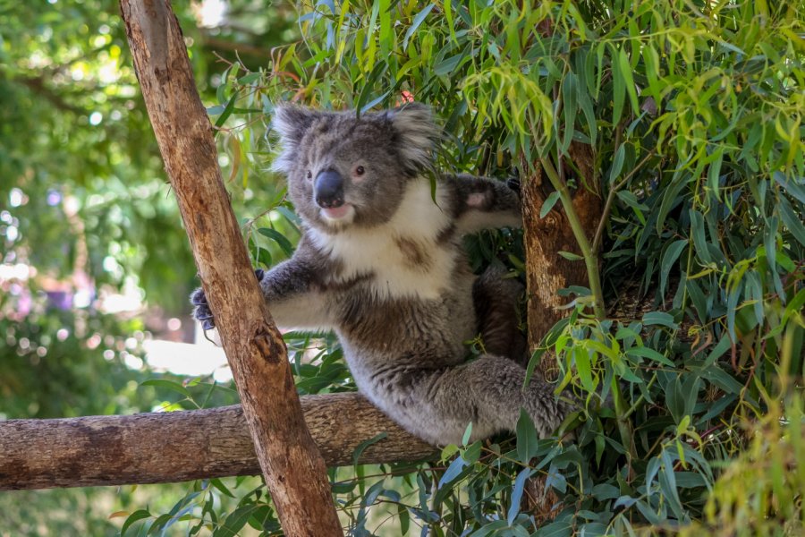 MELBOURNE ZOO