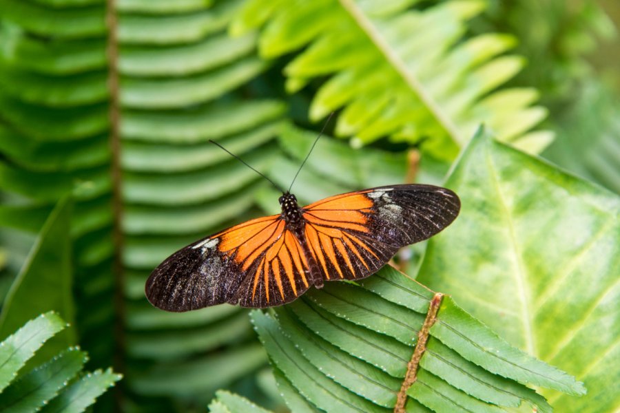 MARIPOSAS DE MINDO