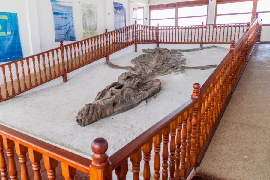 MUSEO EL FÓSIL