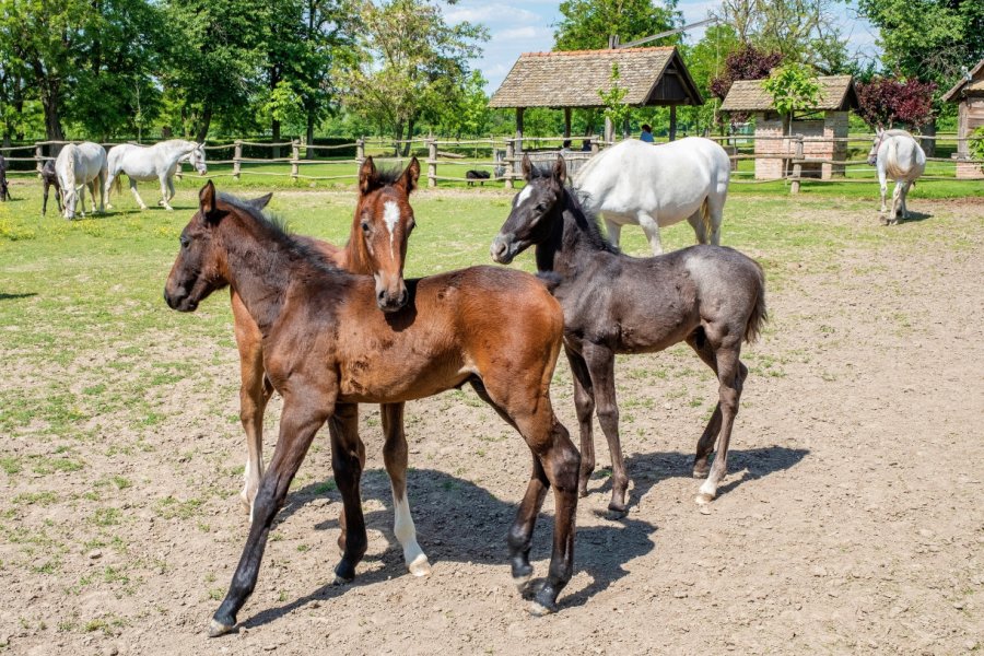HARAS DE LIPIZZANS
