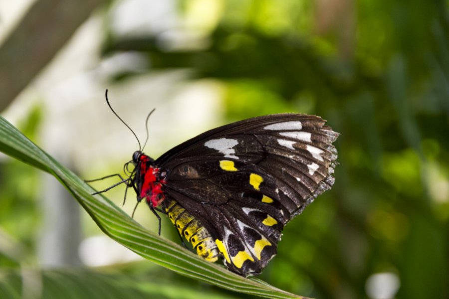 AUSTRALIAN BUTTERFLY SANCTUARY