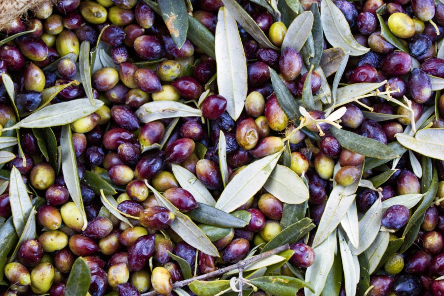 Olives de Kalamata. Theastock / Adobe Stock