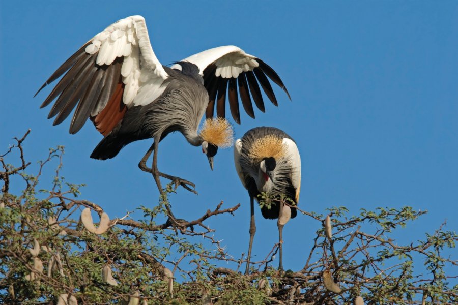 Grues royales du Hwange National Park. EcoPIc - iStockphoto.com