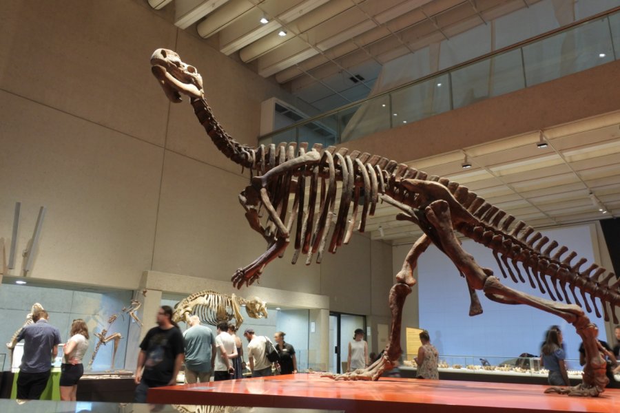 QUEENSLAND MUSEUM