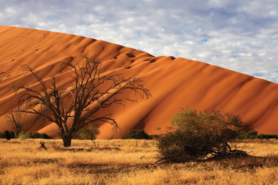 Désert du Namib. Lucyna KOCH