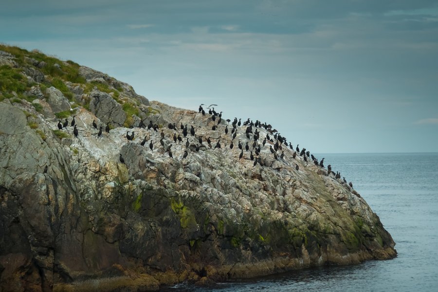 COLONIE D'OISEAUX DE GJESVAERSTAPPAN