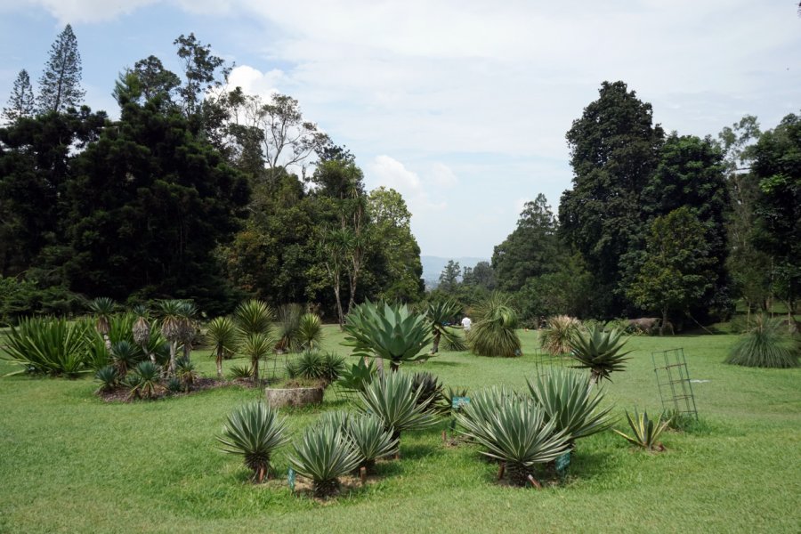 JARDIN BOTANIQUE (KEBUN RAYA CIBODAS)