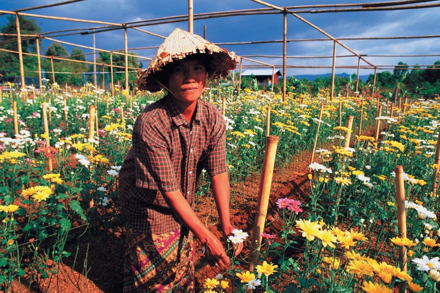 Femme cultivant des fleurs. Author's Image