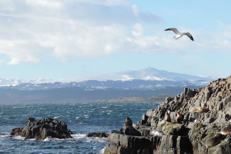 CANAL BEAGLE