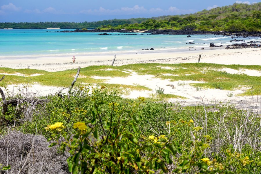 EL GARRAPATERO